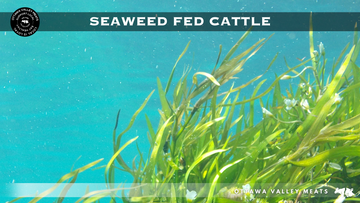 Seaweed Fed Cattle | Low Emission Beef