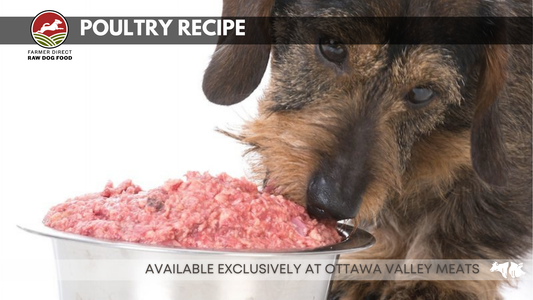 dog eating raw organic dog food from a silver bowl