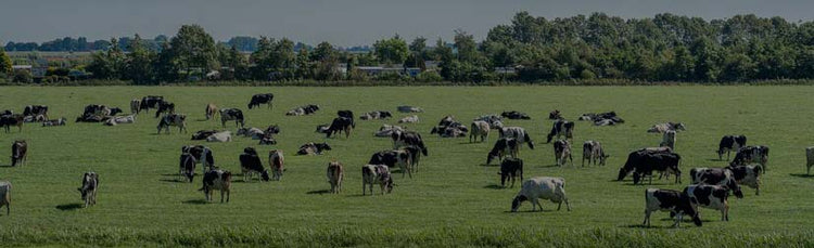 cows in a field with trees in the background
