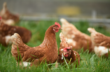 What Does “Free-Range Chicken” Actually Mean in Canada?
