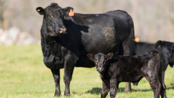 OVM on the Farm in 2026