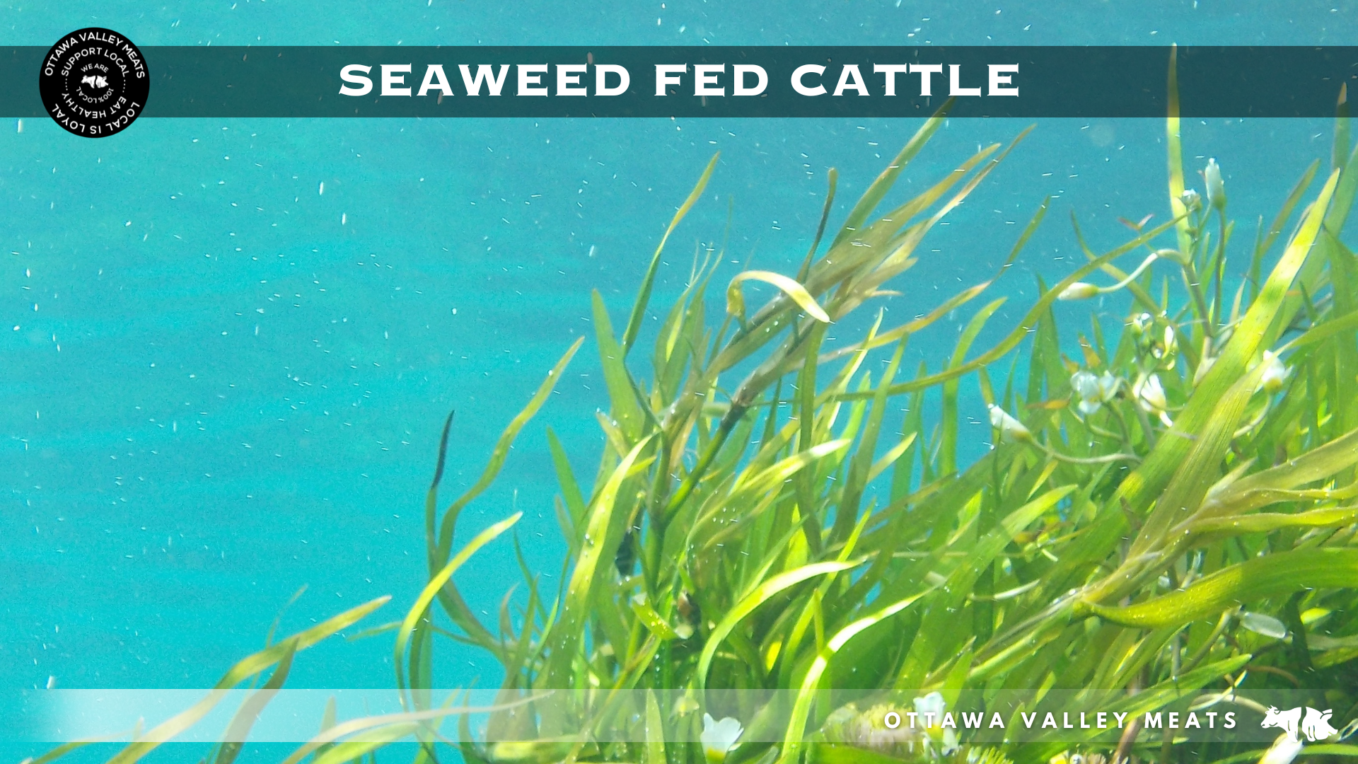 Seaweed Fed Cattle | Low Emission Beef