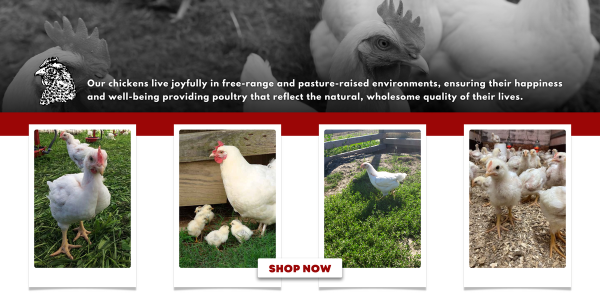 Ottawa Valley Meats chickens
