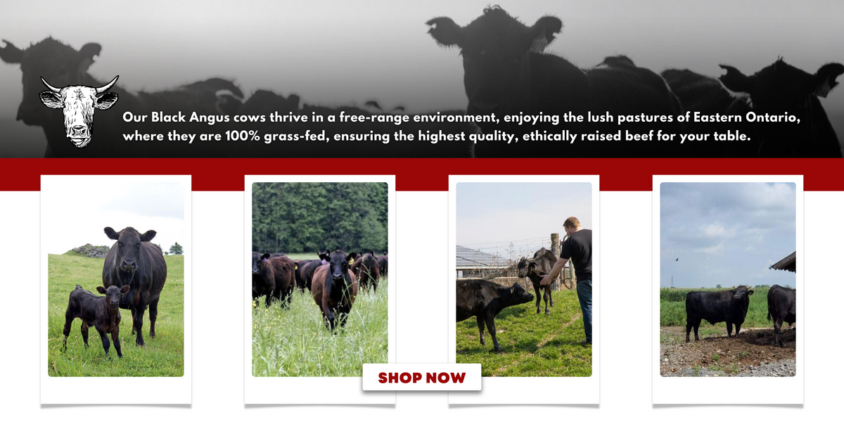 Ottawa Valley Meats cattle