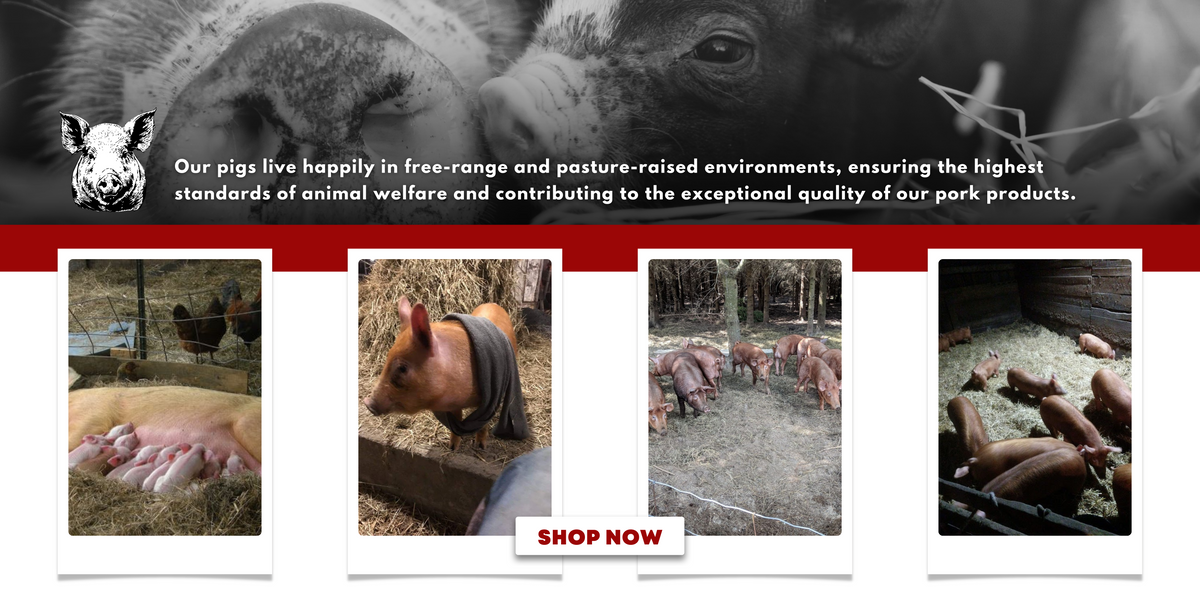 Ottawa Valley Meats pigs