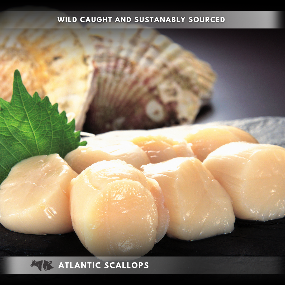 Atlantic Scallops (U15)